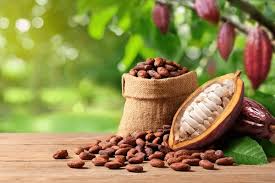 Cocoa Beans